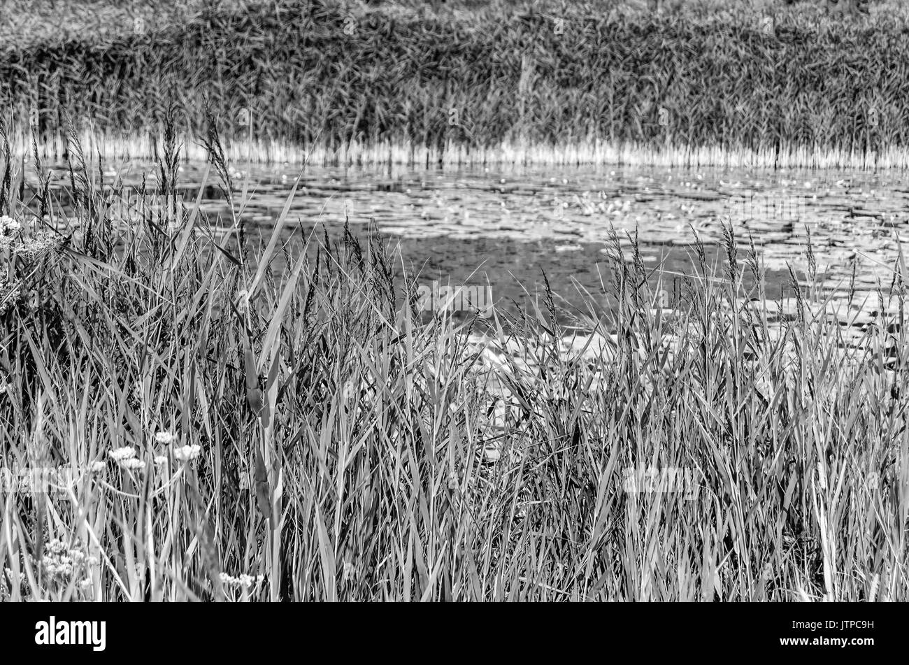 Swamp ecosystem Black and White Stock Photos & Images - Alamy
