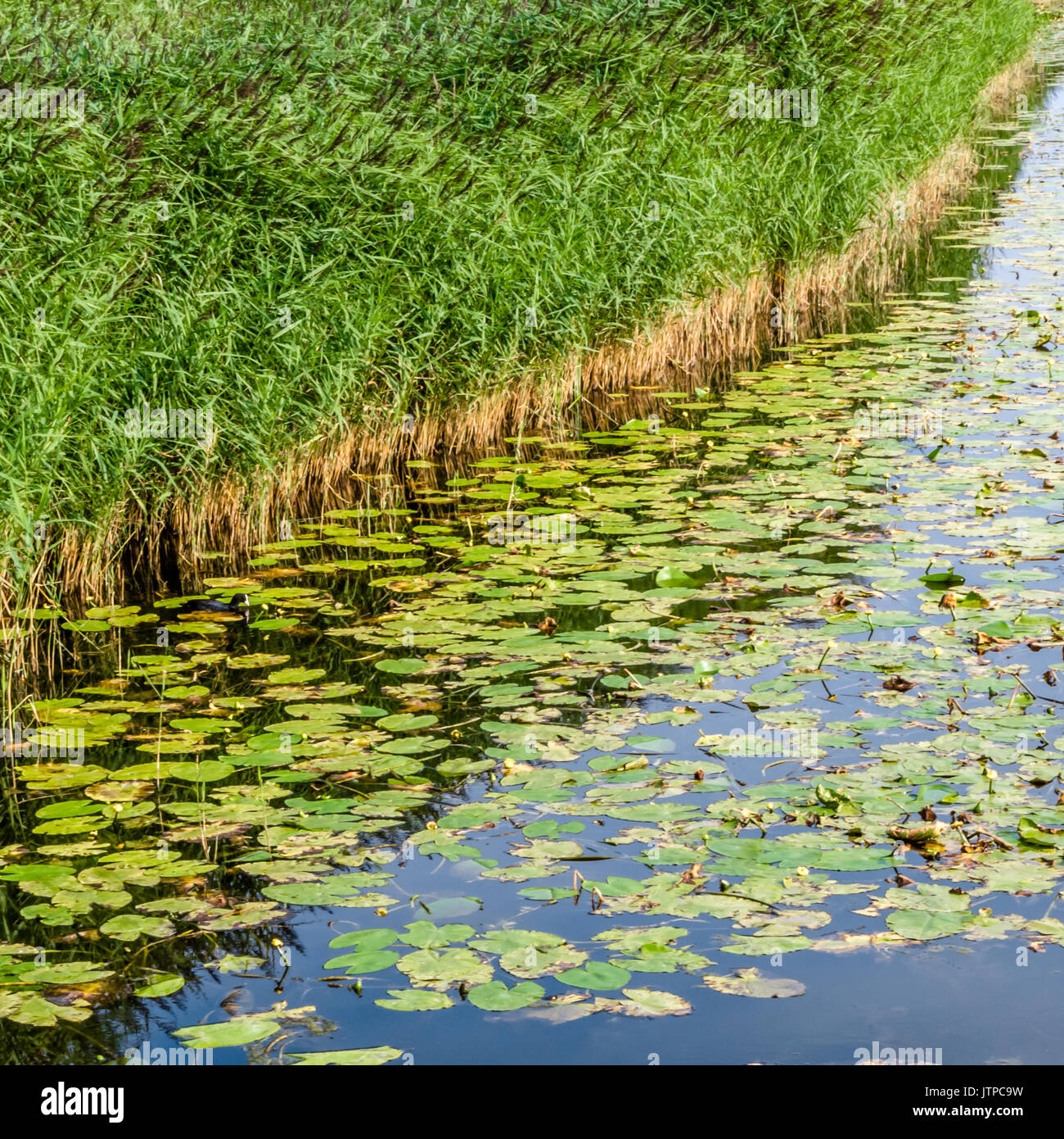 Hemingbrough Pond Summer landscape, water lilys and reed in a pond Stock Photo - Alamy