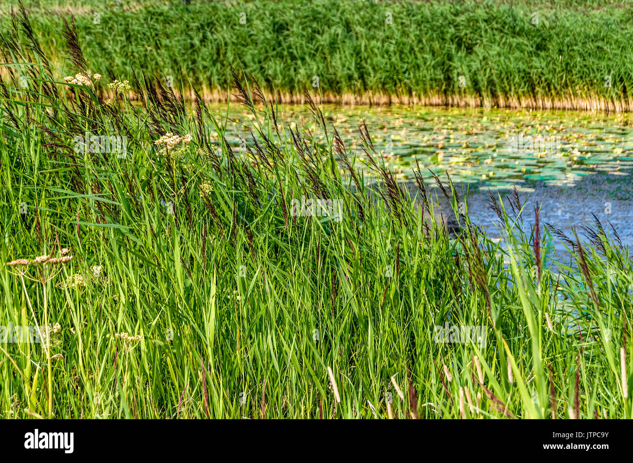 Hemingbrough Pond Summer landscape, water lilys and reed in a pond Stock Photo - Alamy