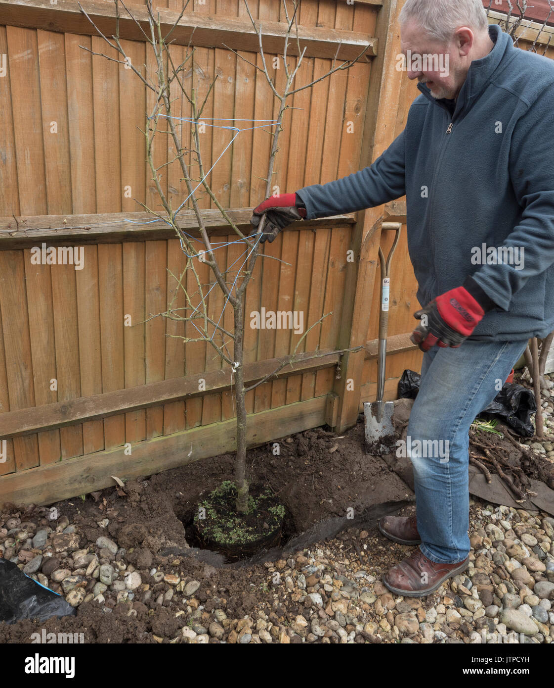 How to plant a plum tree in steps Stock Photo Alamy