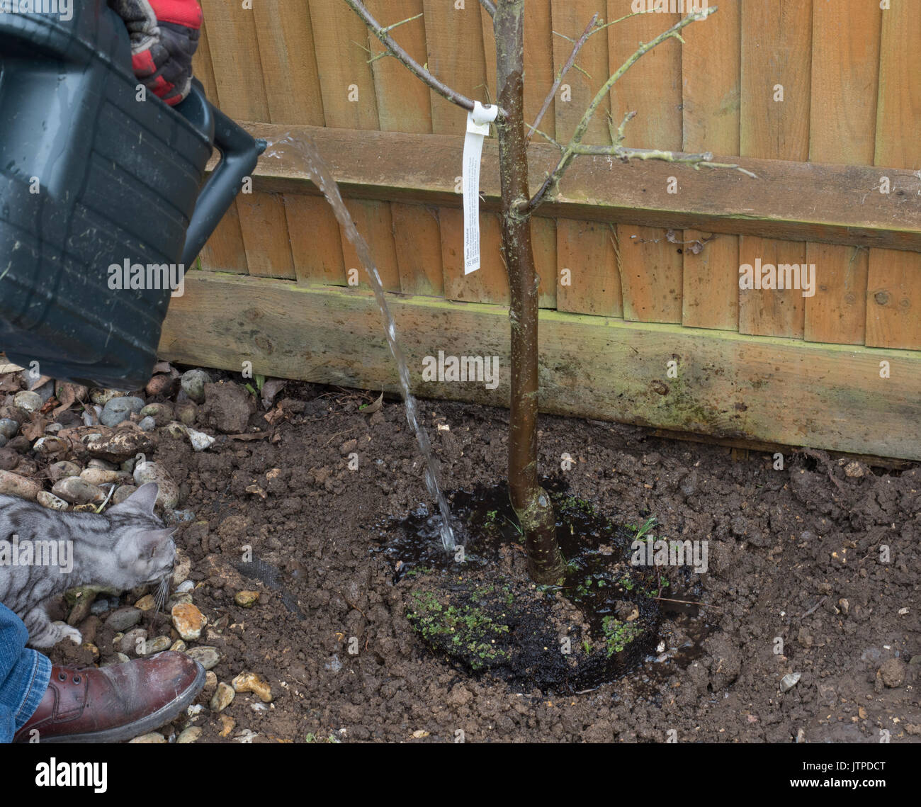 Planting a plum fruit tree hires stock photography and images Alamy