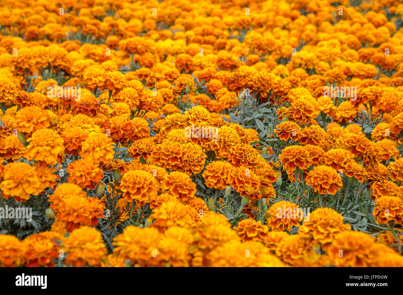 Cempasuchitl hi-res stock photography and images - Alamy