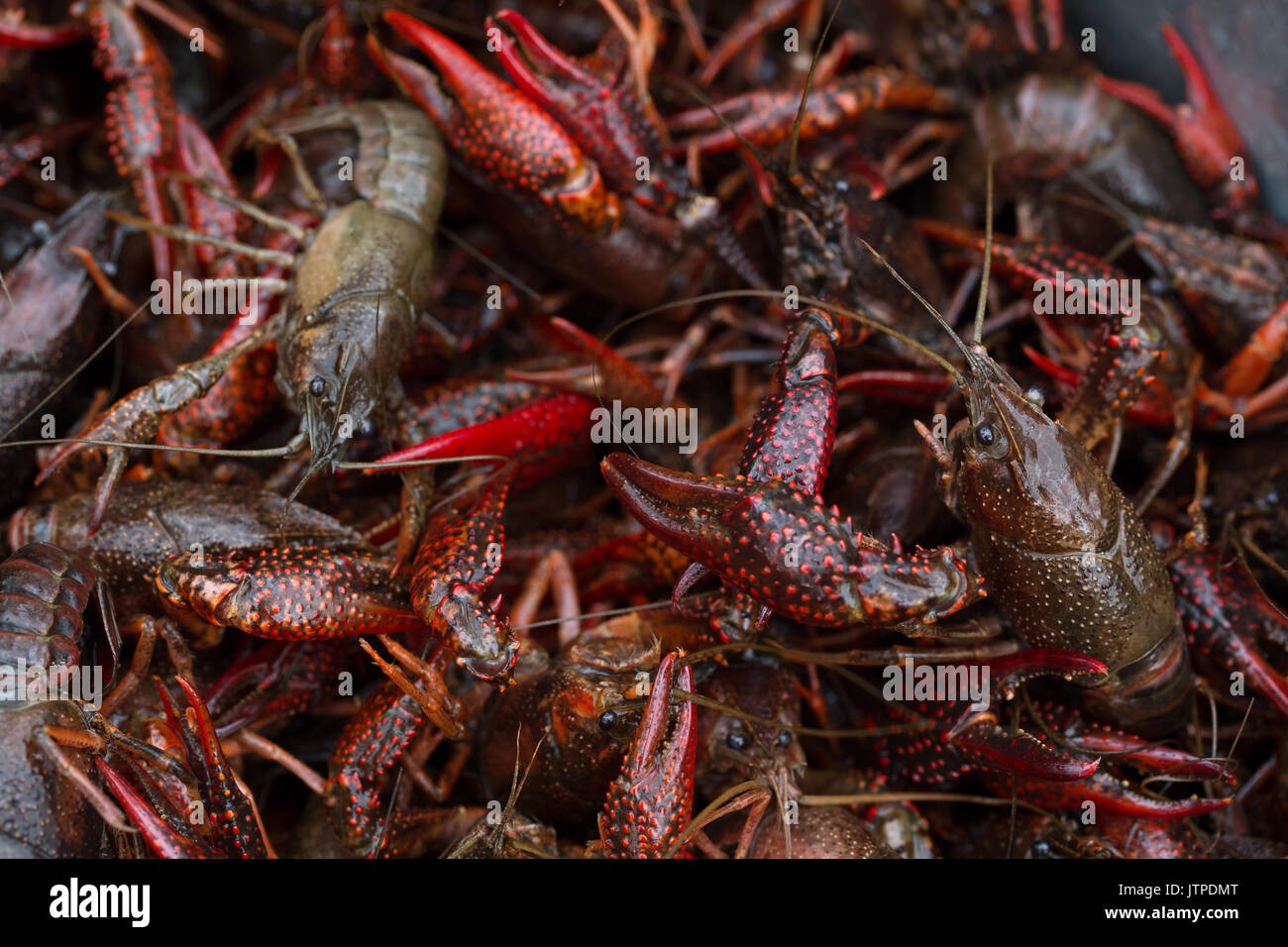 Live Crawfish Stock Photo