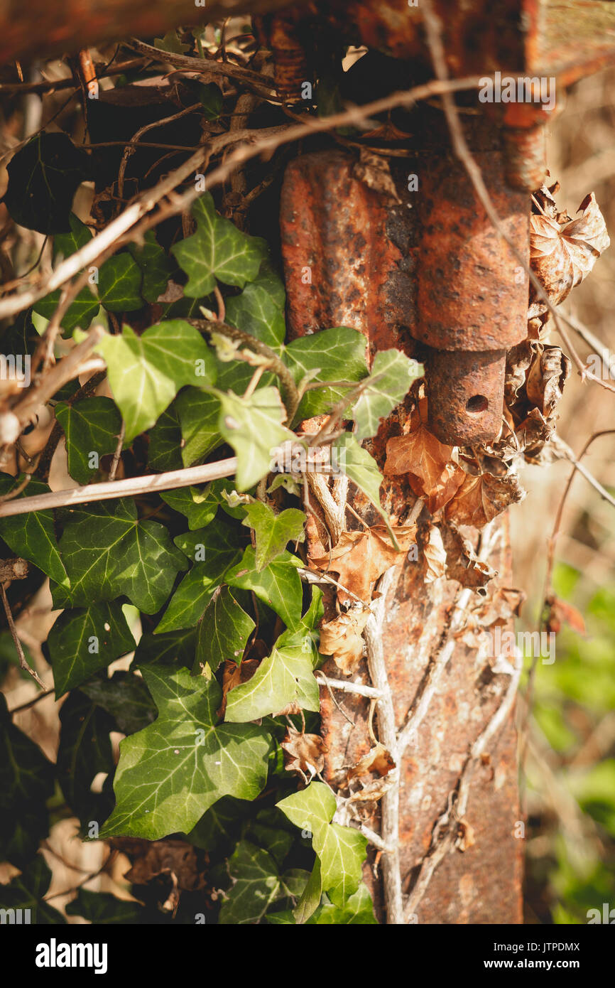 Close-up of a rusty metal hinge on a fence with ivy. Stock Photo