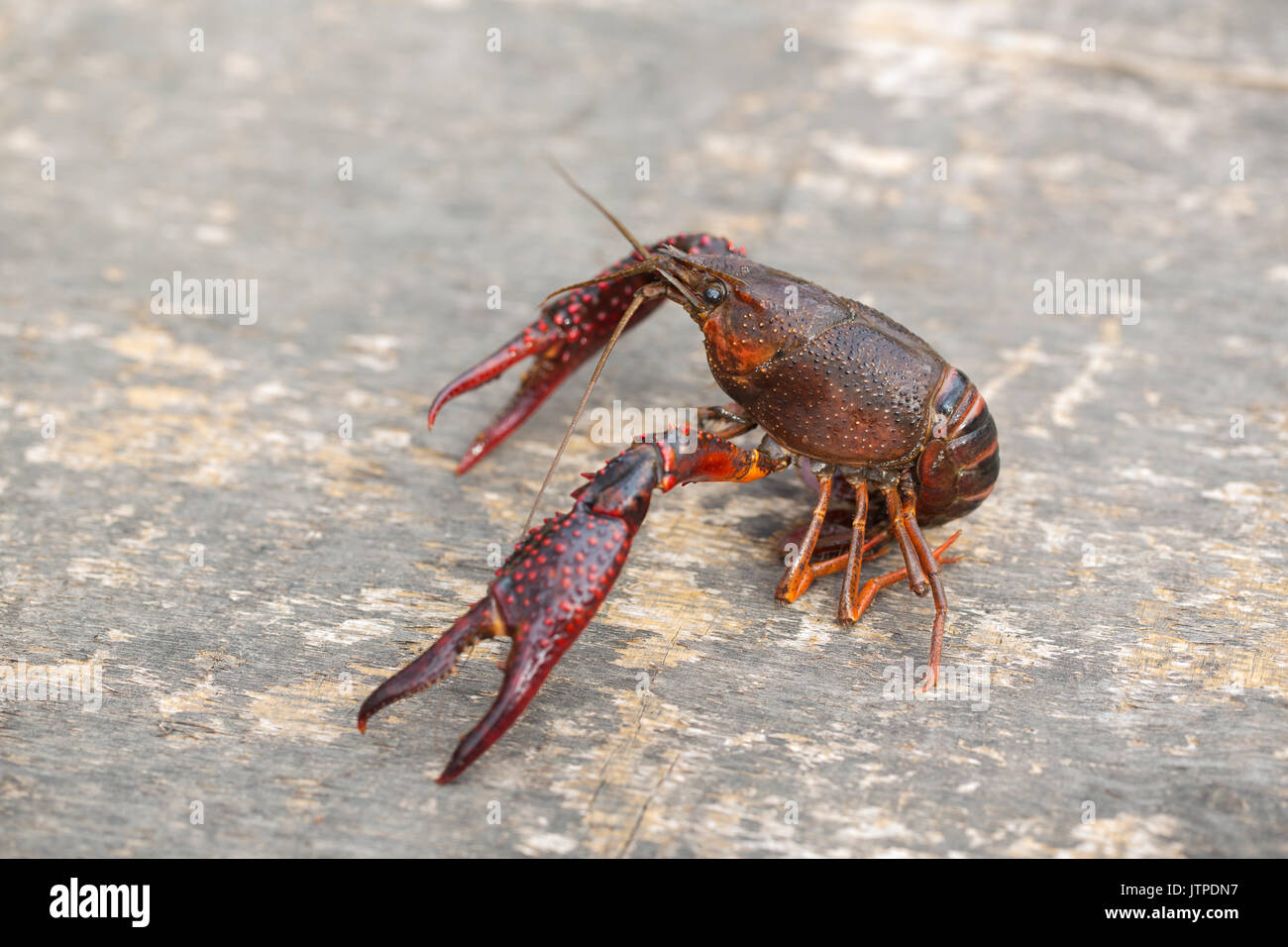 Live Crawfish Stock Photo