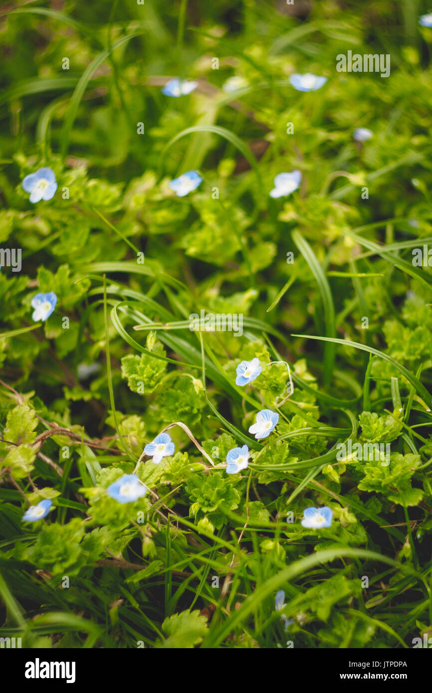 Small blue flower in a lawn Stock Photo Alamy
