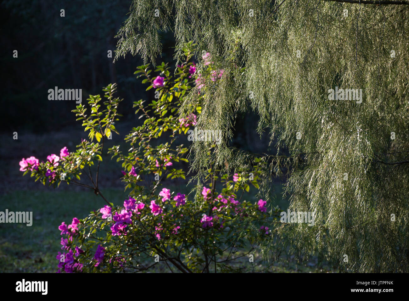 Azalea Bush Flowering in North Florida. Stock Photo