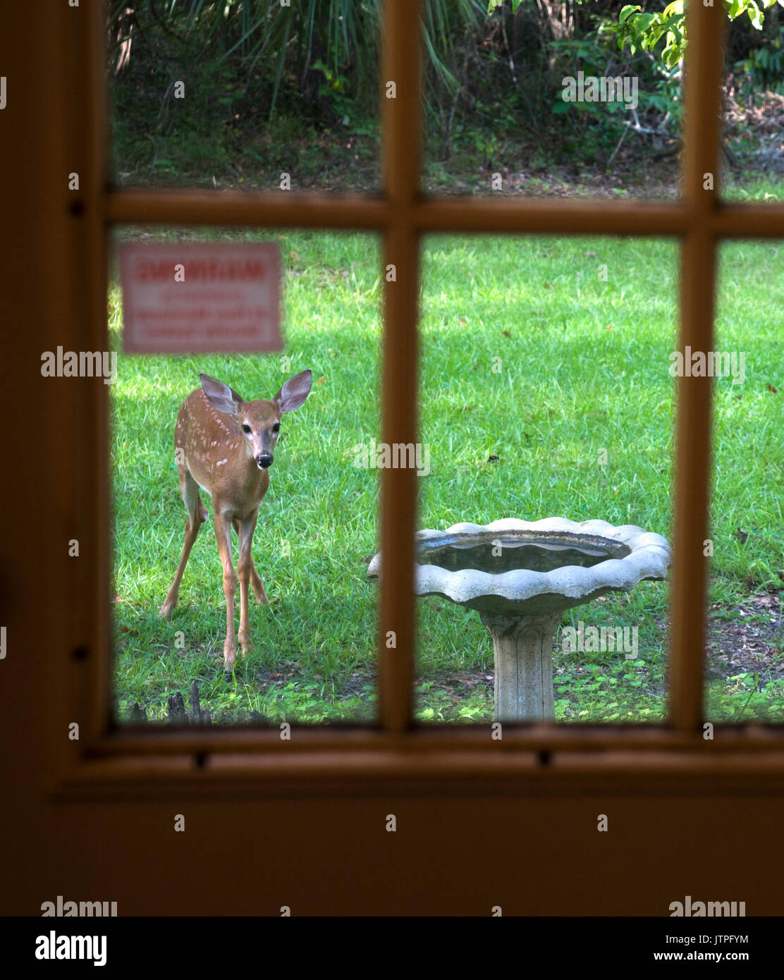 Baby Deer approaches a bird bath Stock Photo Alamy