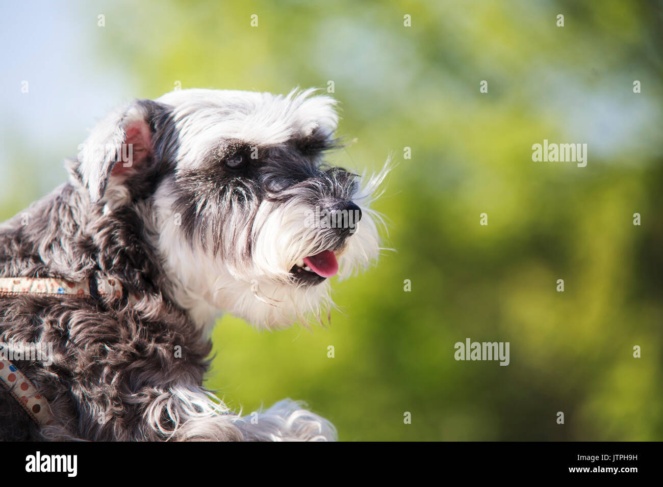 The Sweet Schnauzer dog with funny ears smiles with nice background ...