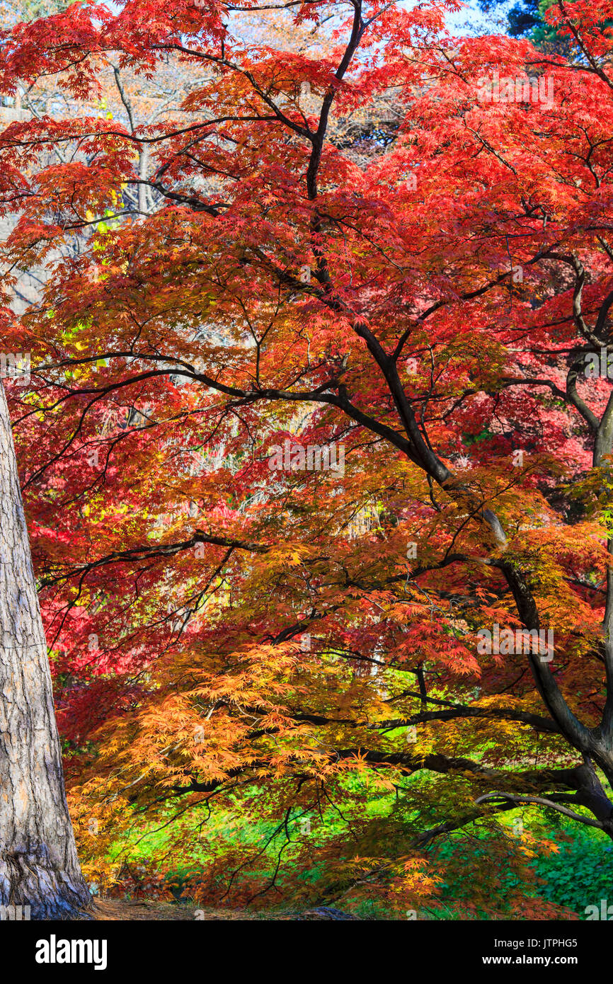 The maple leaf red autumn sunset tree blurred background Stock Photo ...