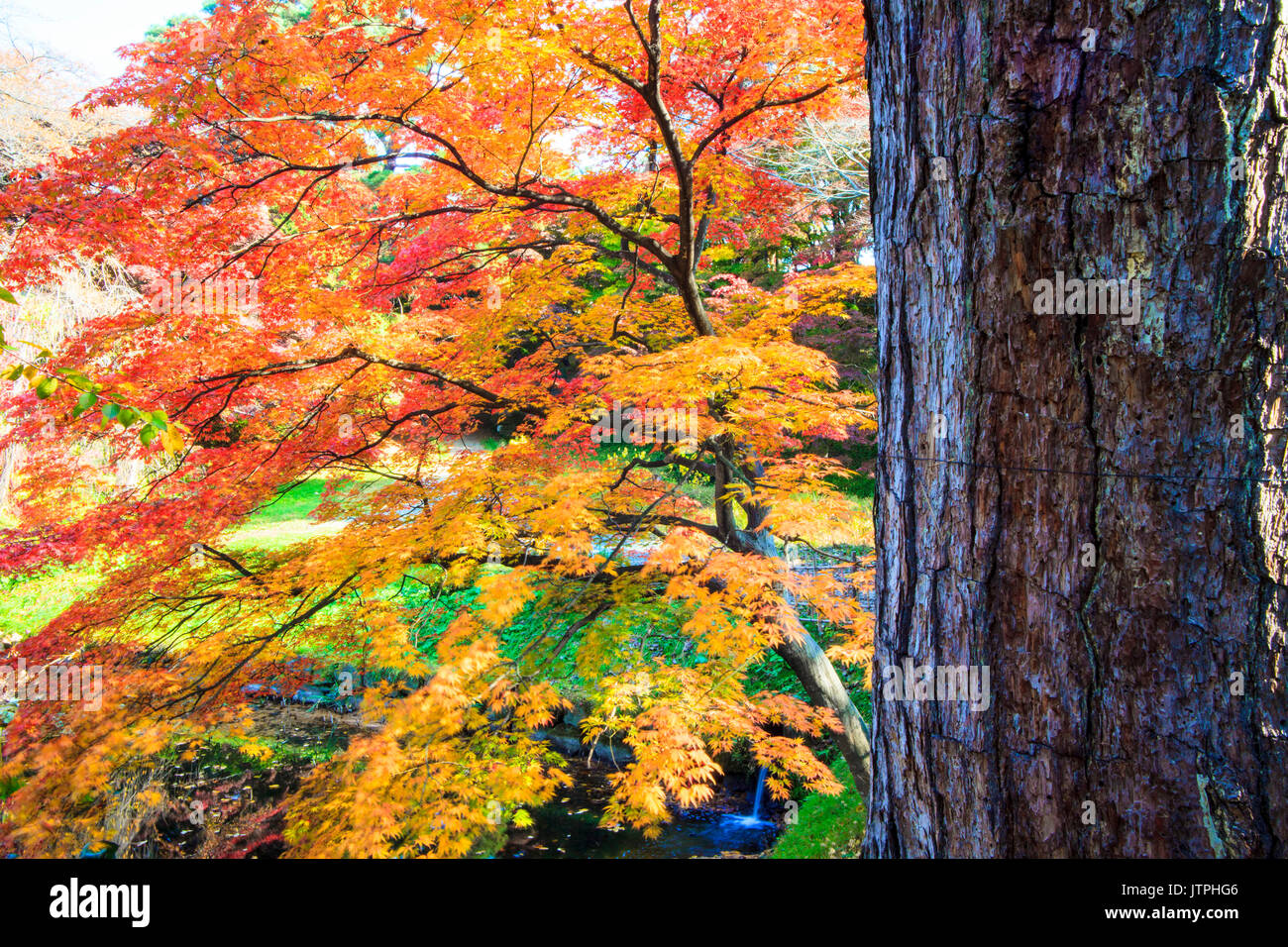 The maple leaf red autumn sunset tree blurred background Stock Photo ...