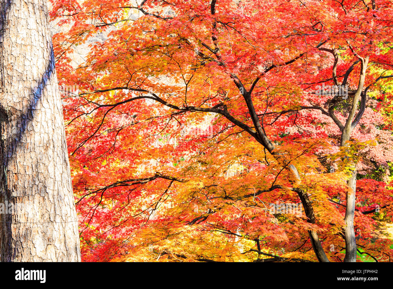 The maple leaf red autumn sunset tree blurred background Stock Photo ...