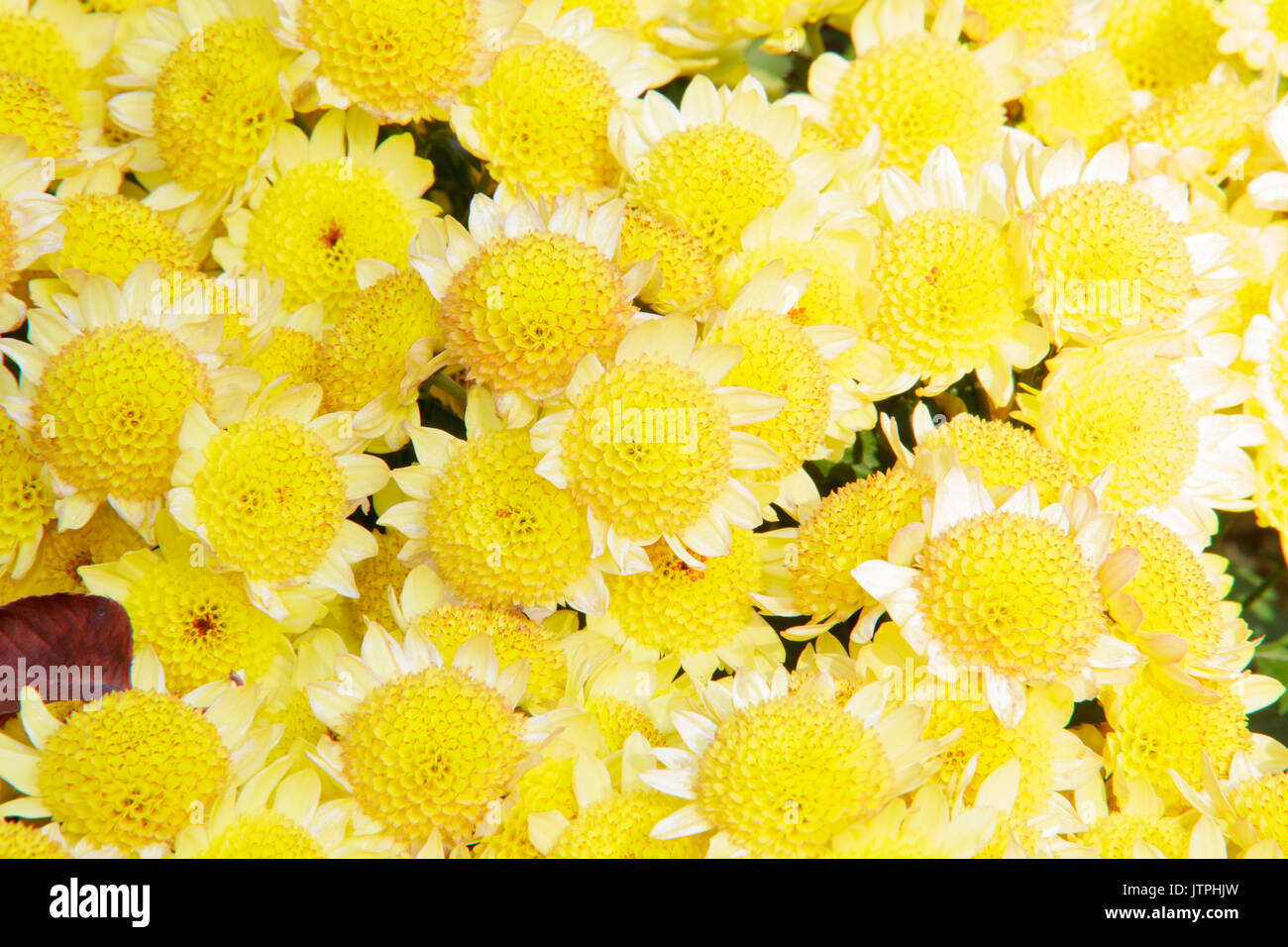Pictures chrysanthemum hi-res stock photography and images - Alamy
