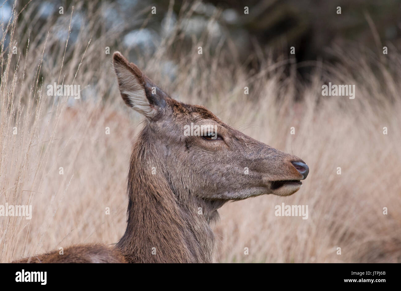 female Red Deer, (Cervus eleaphus),Richmond Park, London, British Isles, United Kingdom Stock Photo
