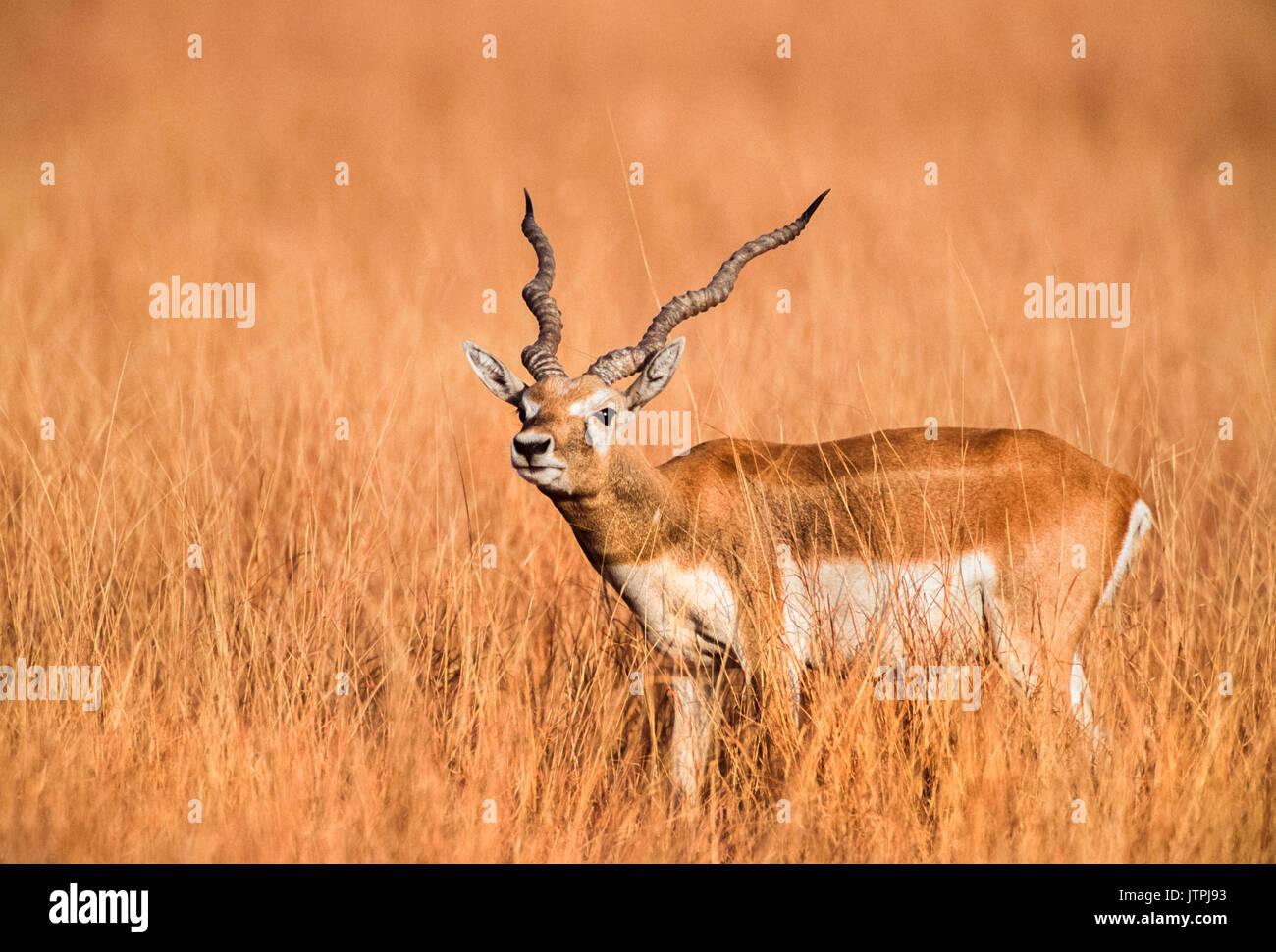male Indian Blackbuck, also known as Blackbuck or Indian Antelope,(Antilope cervicapra), Blackbuck National Park, Velavadar, Gujarat, India Stock Photo