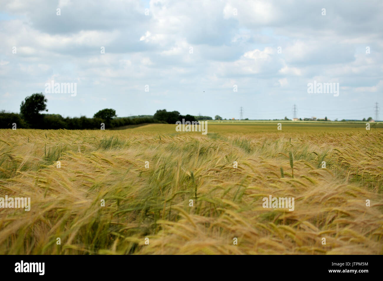 a view of a corn field with trees to the left Stock Photo - Alamy