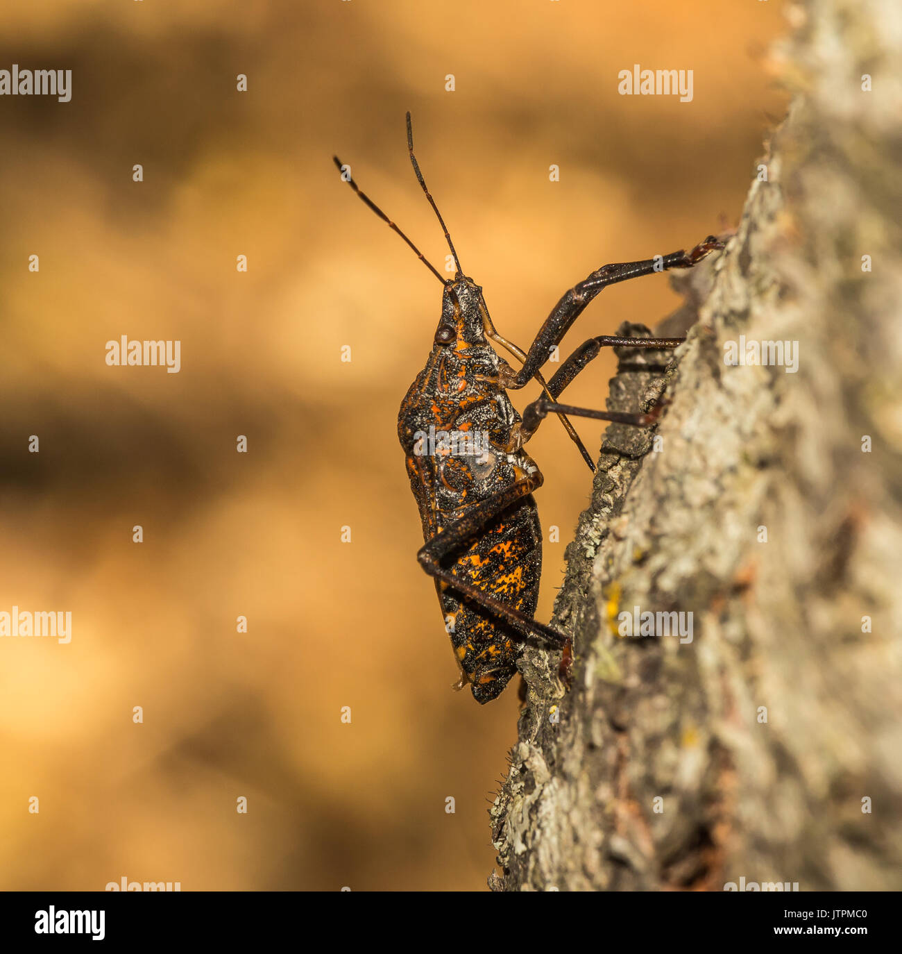 Shield bug on tree trunk Stock Photo