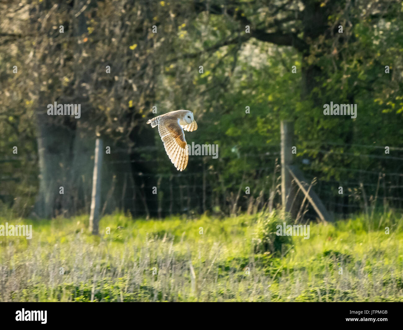 Sunlit Barn owl (Tyto Alba) in flight over meadow Stock Photo