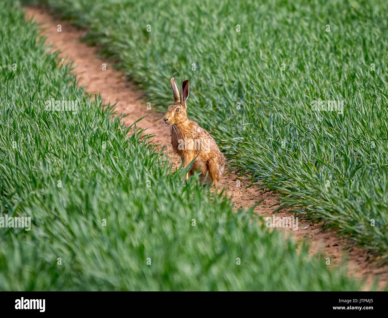 European Hare (Lepus Europaeus) sitting on track between farm crops Stock Photo