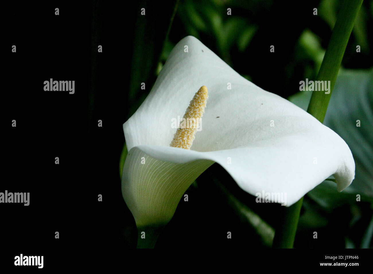 Flowers at the Royal Botanical Gardens in Edinburgh, Scotland Stock