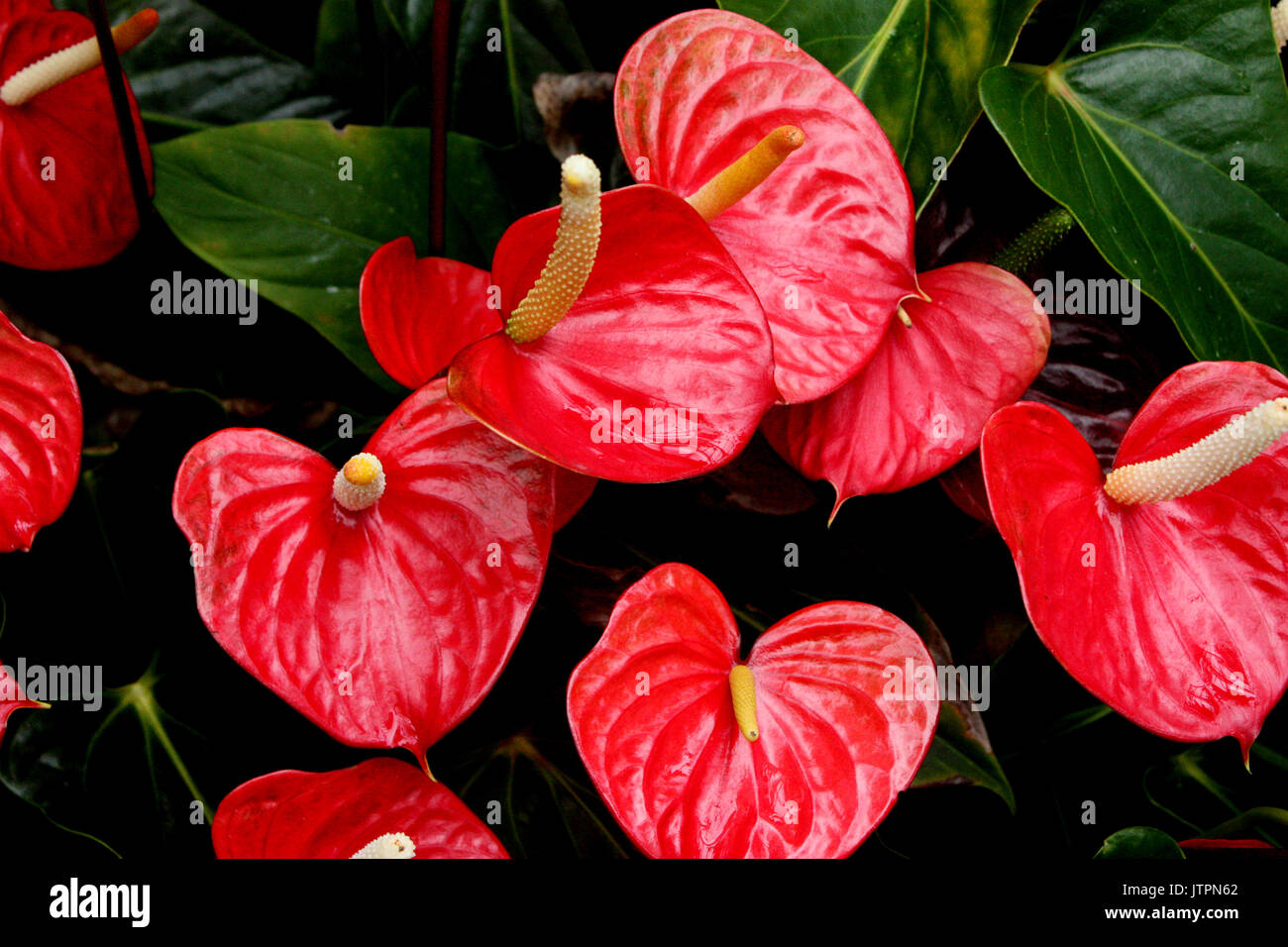 Flowers at the Royal Botanical Gardens in Edinburgh, Scotland Stock