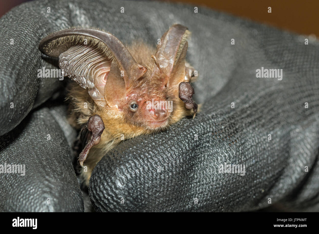 A female Brown Long-eared Bat (Plecotus auritus) in the hand of an authorised handler during recuperation, Cambridgeshire Stock Photo