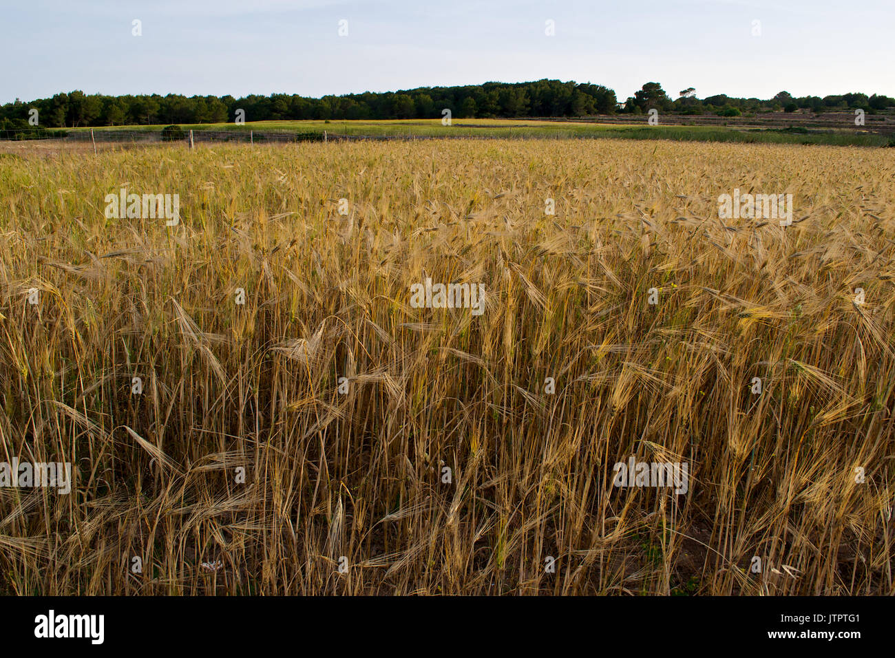 Cultivo de campo de trigo hi-res stock photography and images - Alamy