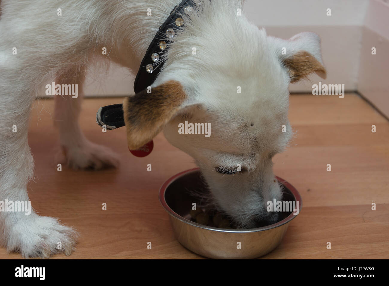 white and tan miniature jack Russell puppy dog eating dog food biscuits