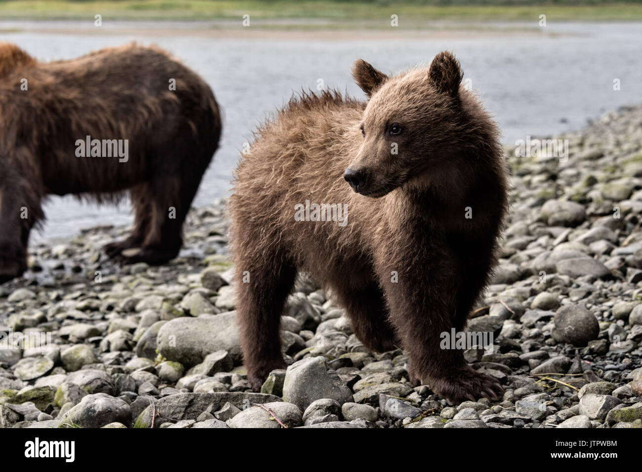 A curious brown bear cub at the McNeil River State Game Sanctuary on the Kenai Peninsula, Alaska. The remote site is accessed only with a special permit and is the world’s largest seasonal population of brown bears in their natural environment. Stock Photo