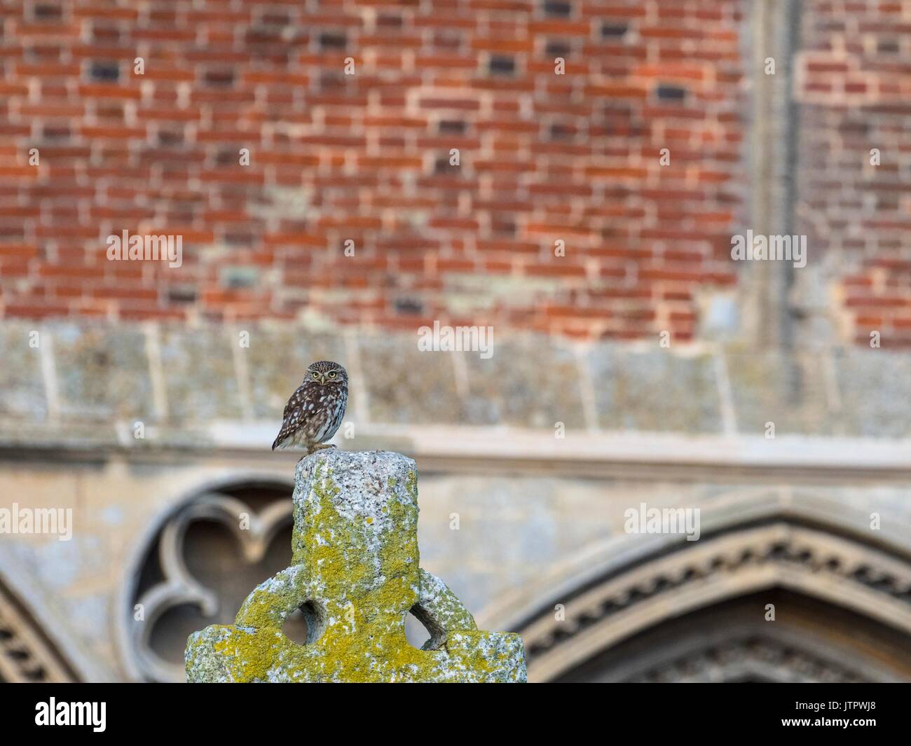 Little Owl, Athene noctua, single bird perched on gravestone. Stock Photo