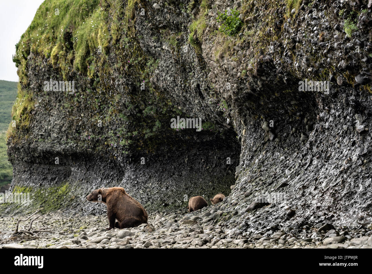 A brown bear sow known as Bearded Lady protects her spring cubs at the entrance to a small cave at the McNeil River State Game Sanctuary on the Kenai Peninsula, Alaska. The remote site is accessed only with a special permit and is the world’s largest seasonal population of brown bears in their natural environment. Stock Photo