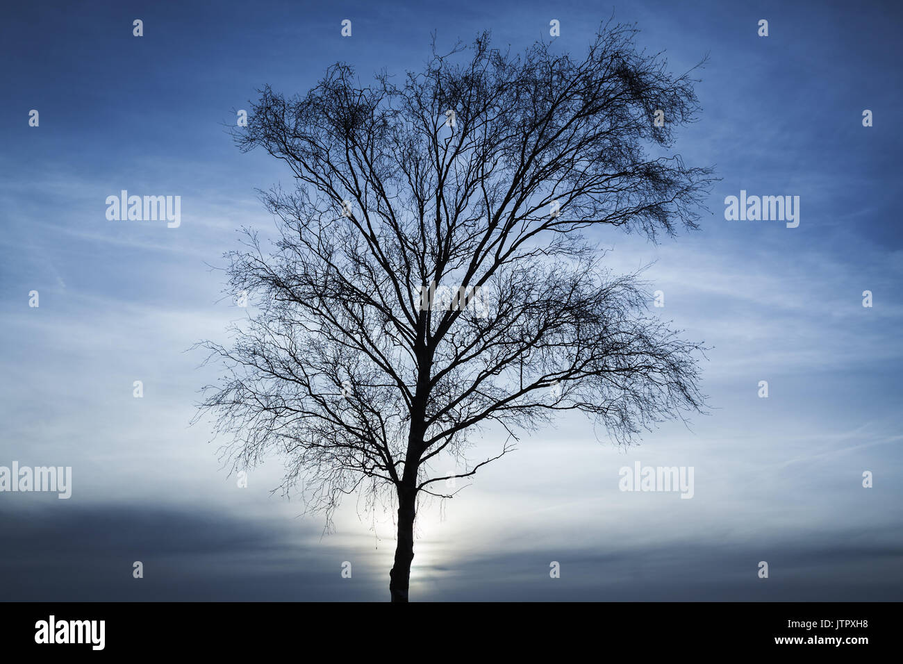 Silhouette of bare tree over dark blue cloudy sky background at sunset ...