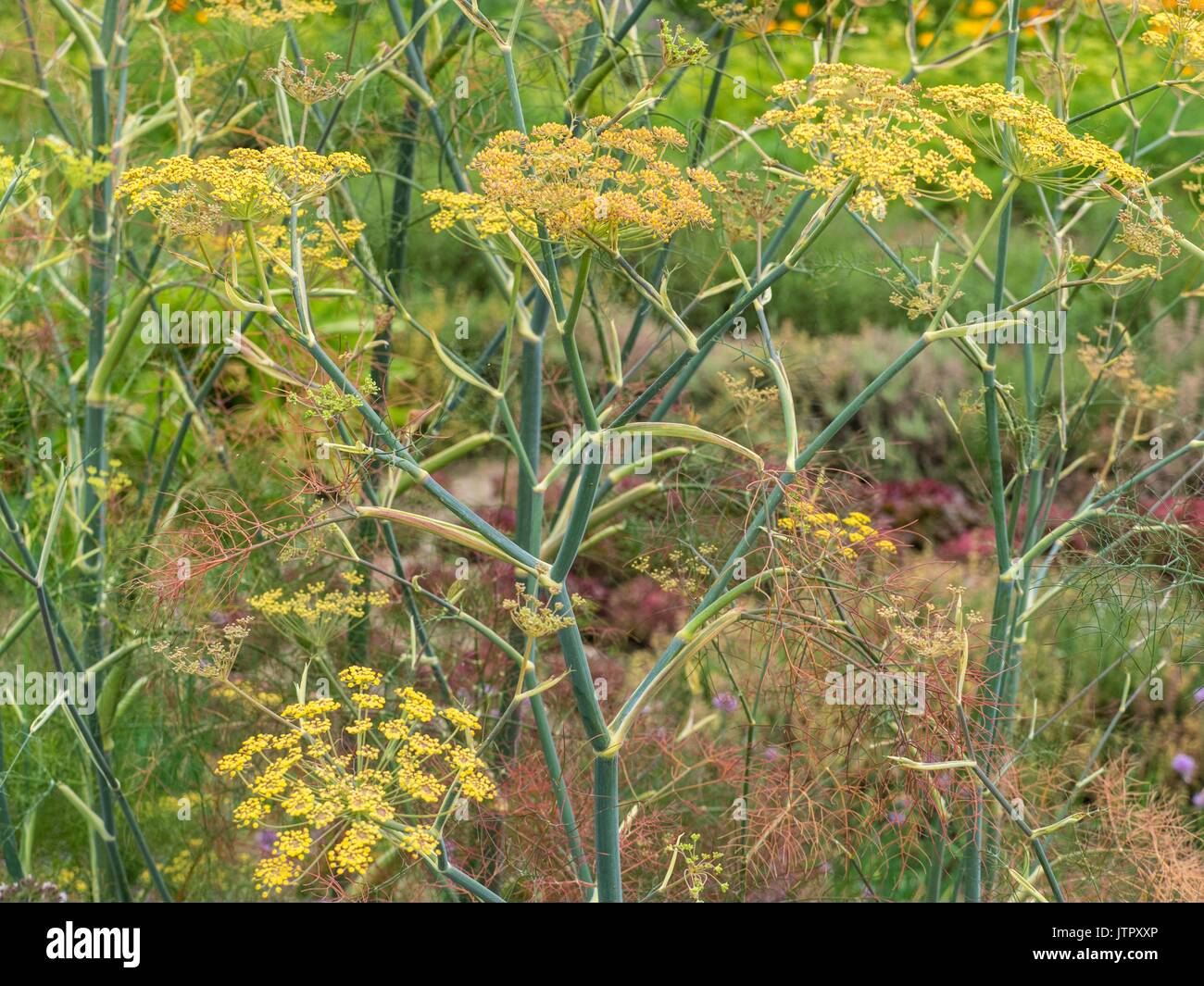 Foeniculum vulgare 'Purpureum', bronze fennel. Stock Photo
