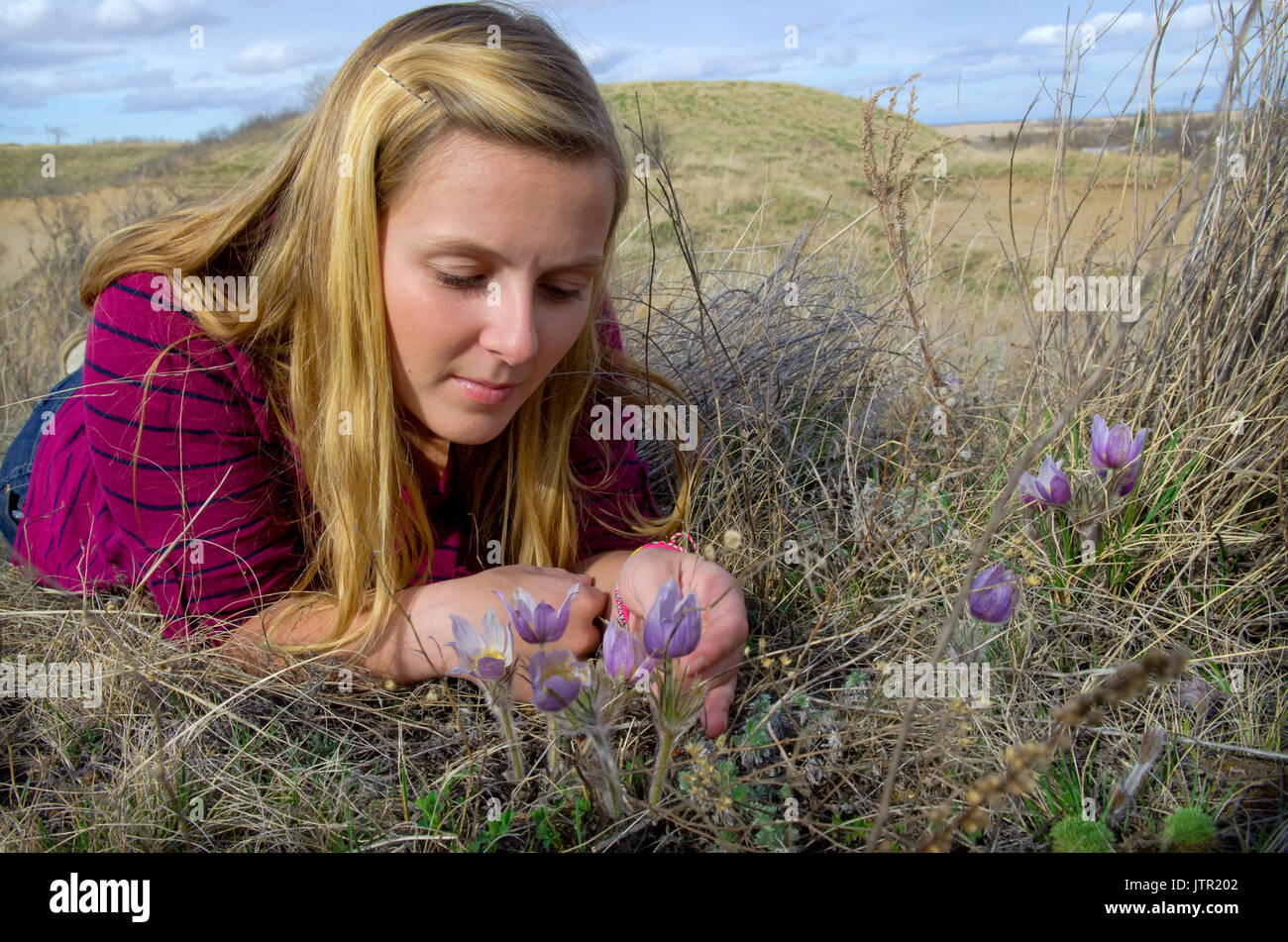 First sign of spring as a Saskatchewan girl discovers a purple prairie Crocus Longiflorus Stock Photo