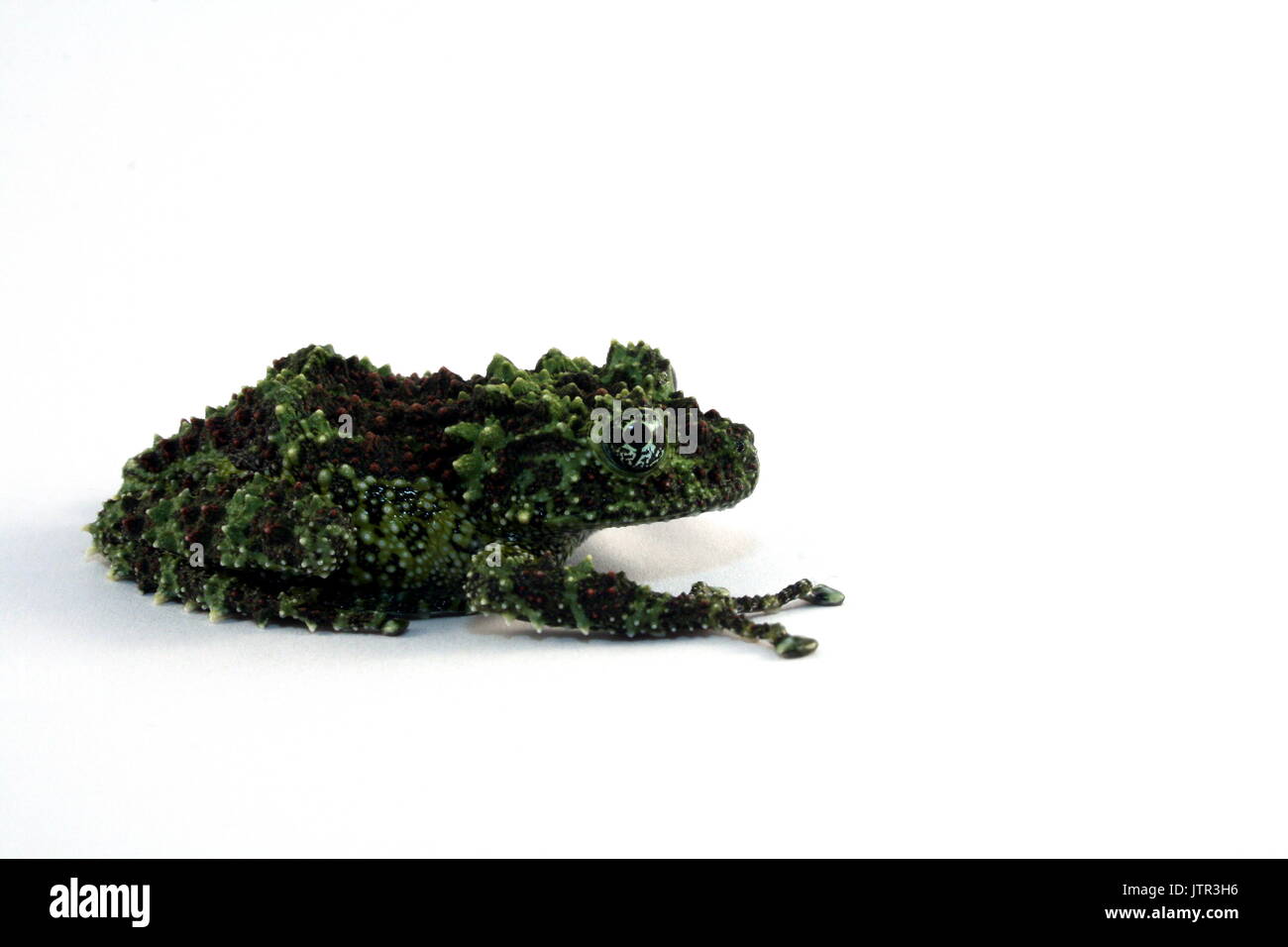 Vietnamese Mossy Frog, Therloderma corticale, on white background, Vietnam, Captive Stock Photo