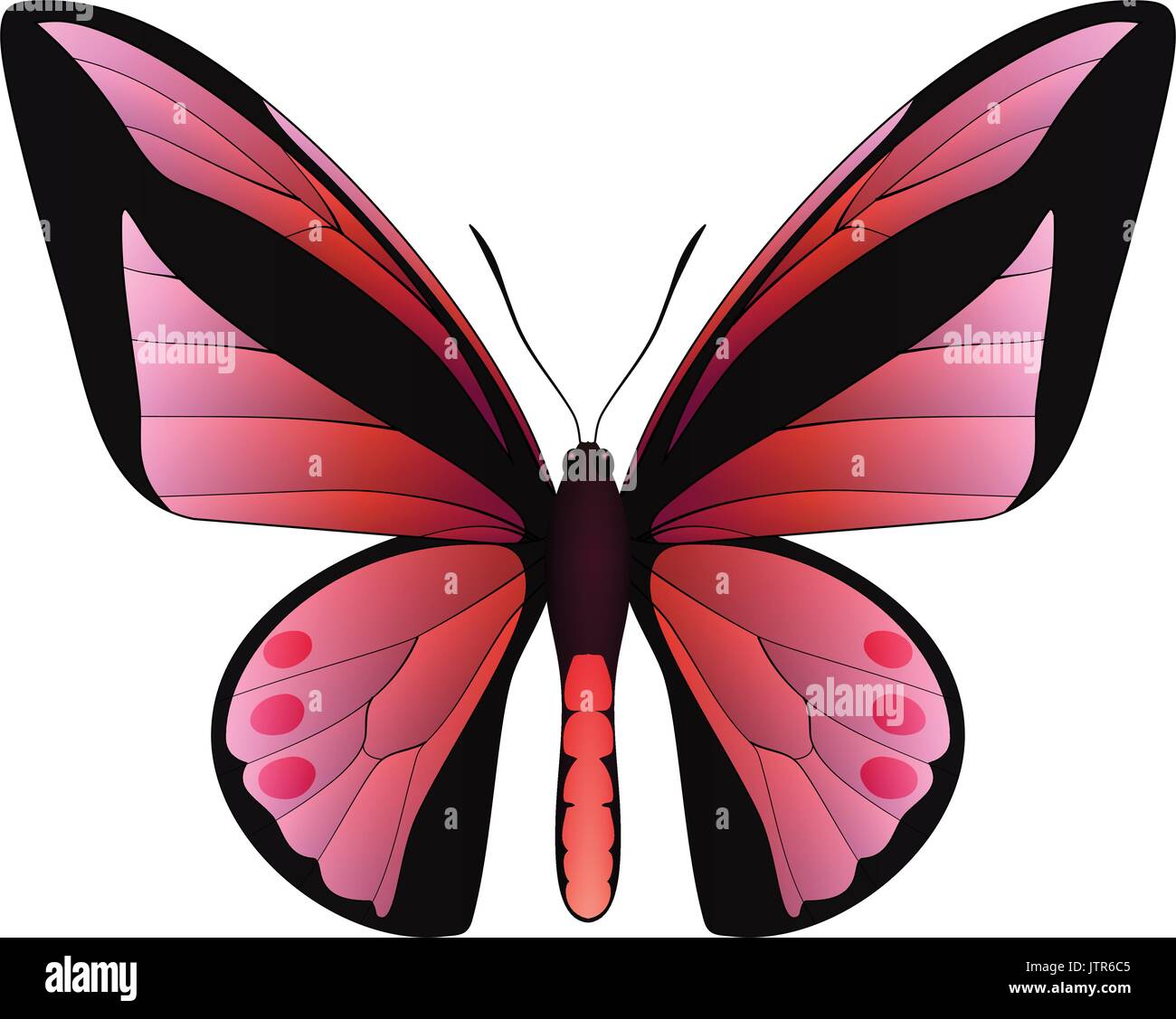 Beautiful butterfly isolated on a white background Stock Vector Image ...