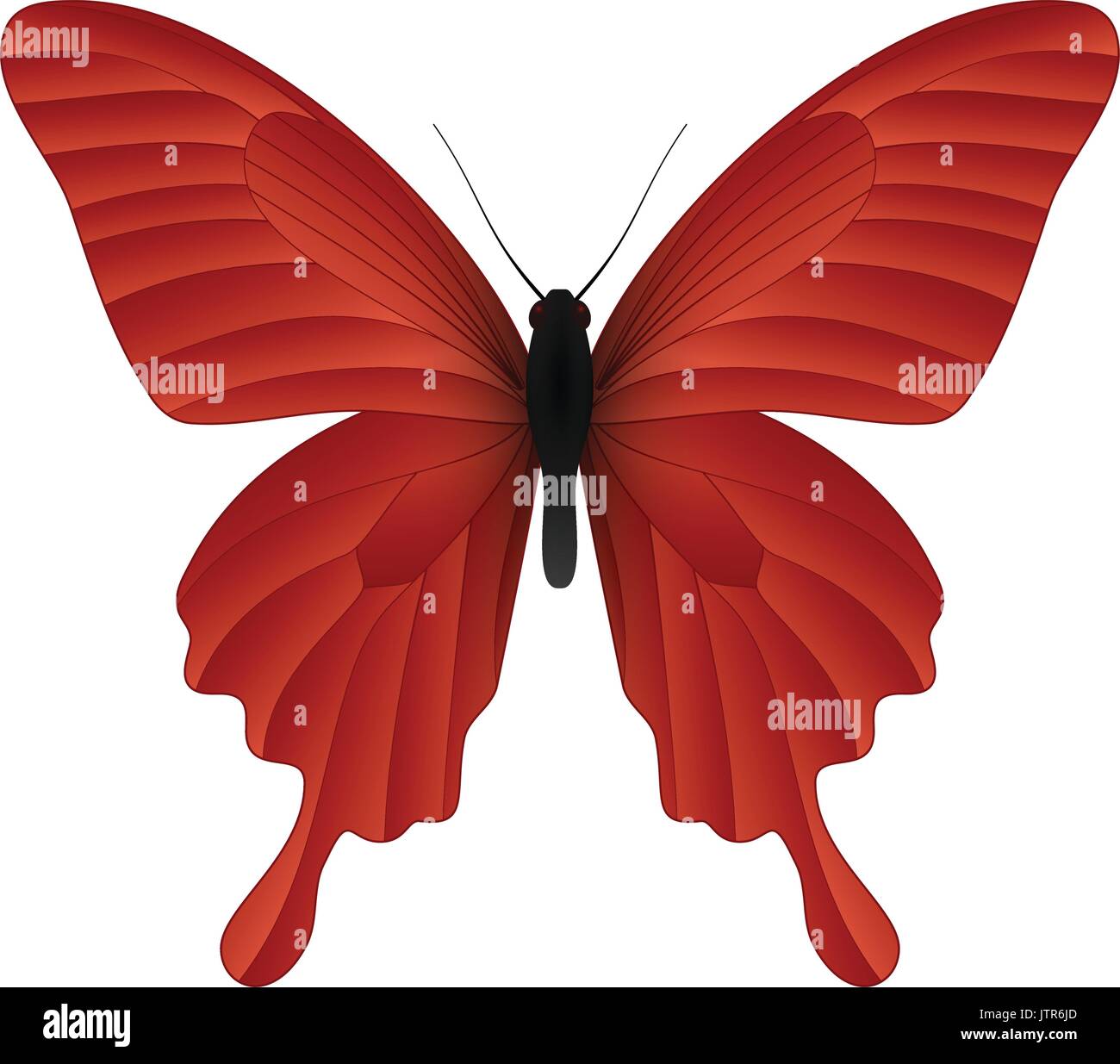 Beautiful butterfly isolated on a white background Stock Vector Image ...
