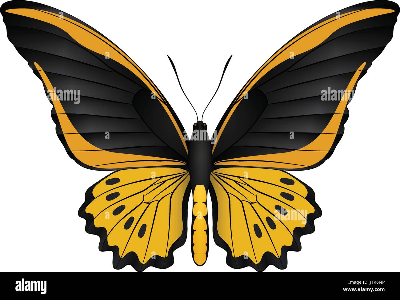 Beautiful butterfly isolated on a white background Stock Vector Image ...