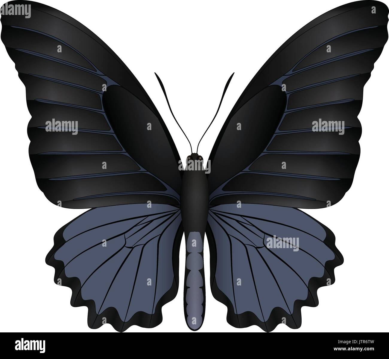 Beautiful butterfly isolated on a white background Stock Vector Image ...