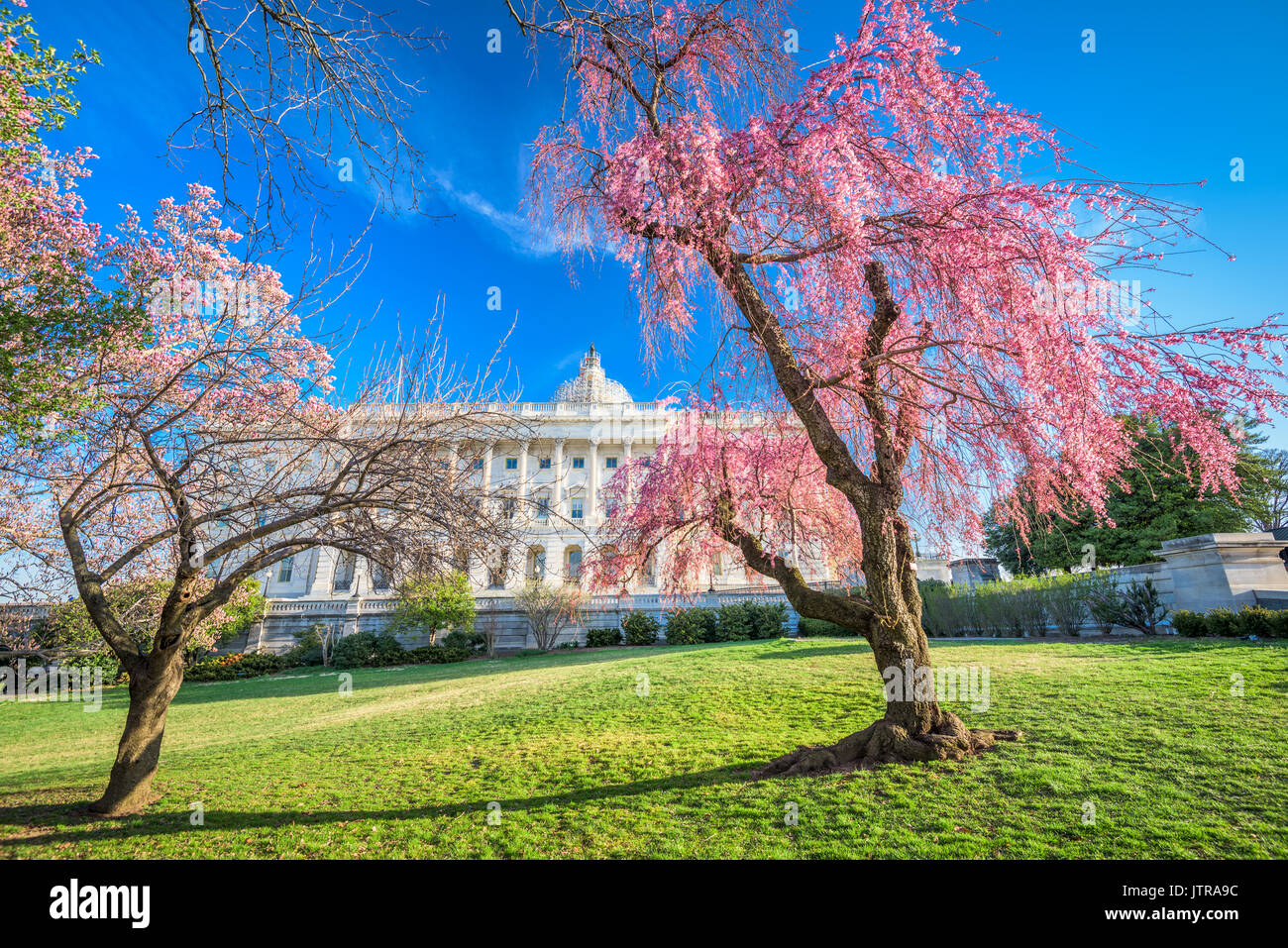 Washington DC at the Capitol Building during spring season. Stock Photo