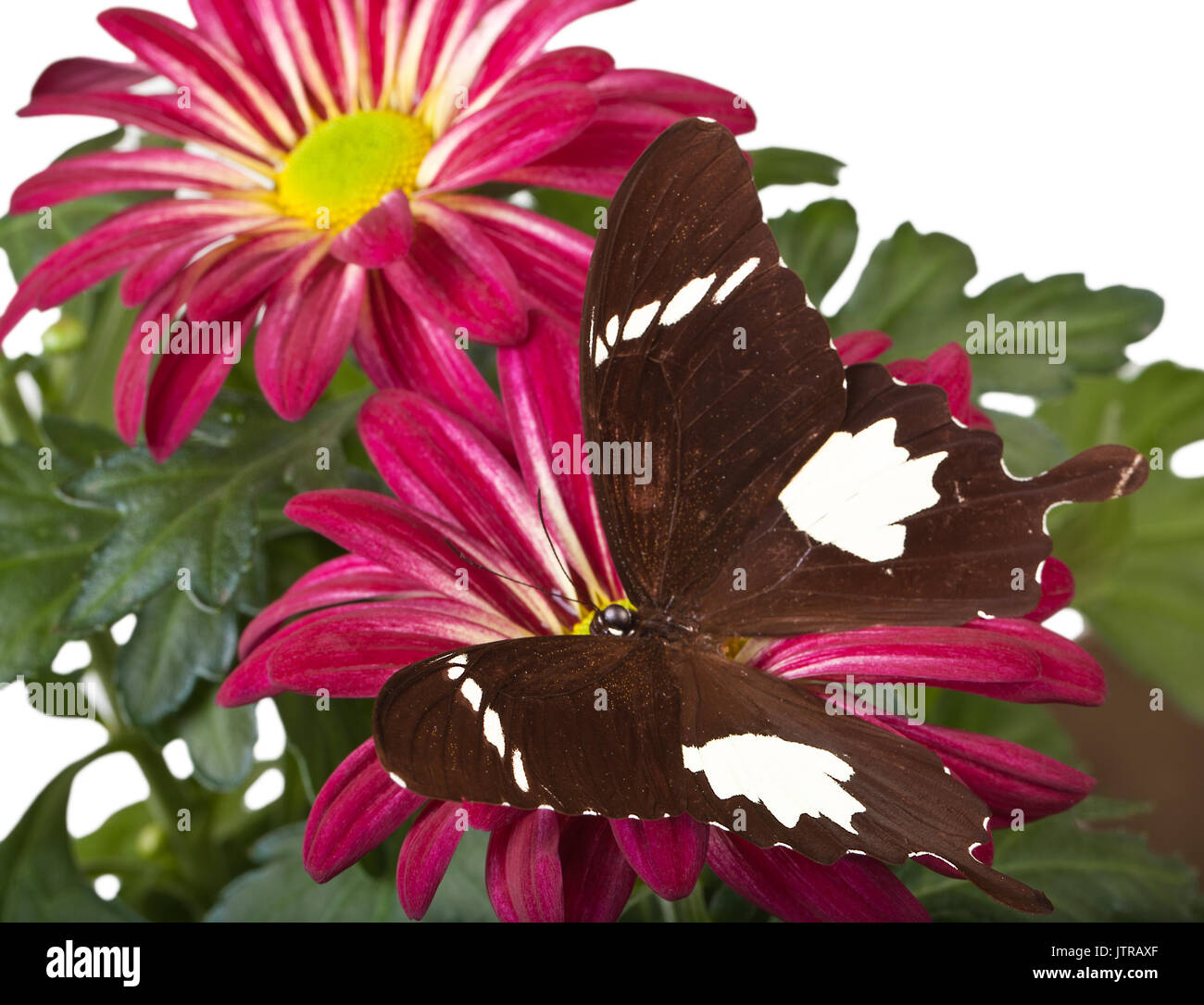 Black and White Helen Butterfly on Red Mum Stock Photo Alamy