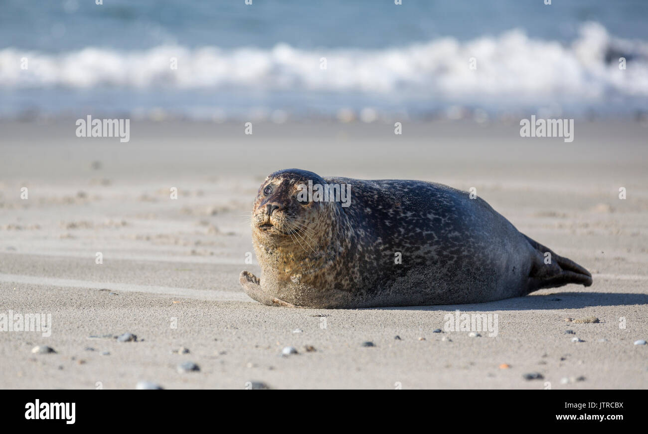 Seals on the german island of Helgoland Stock Photo Alamy