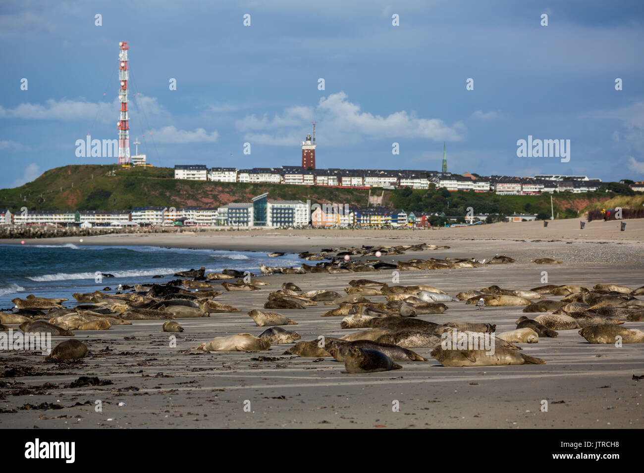 Seals on the german island of Helgoland Stock Photo