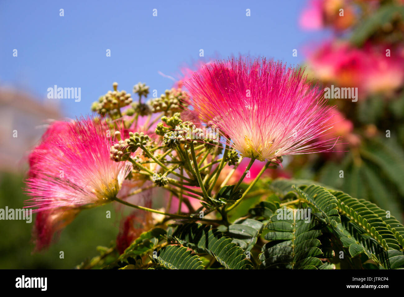 julibrissin. Beautiful pink flowers. Tropical Mediterranean tree Stock Photo Alamy