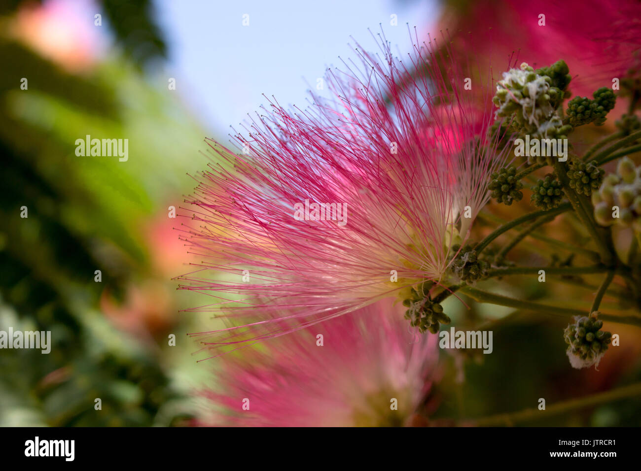 julibrissin. Beautiful pink flowers. Tropical Mediterranean tree Stock Photo Alamy