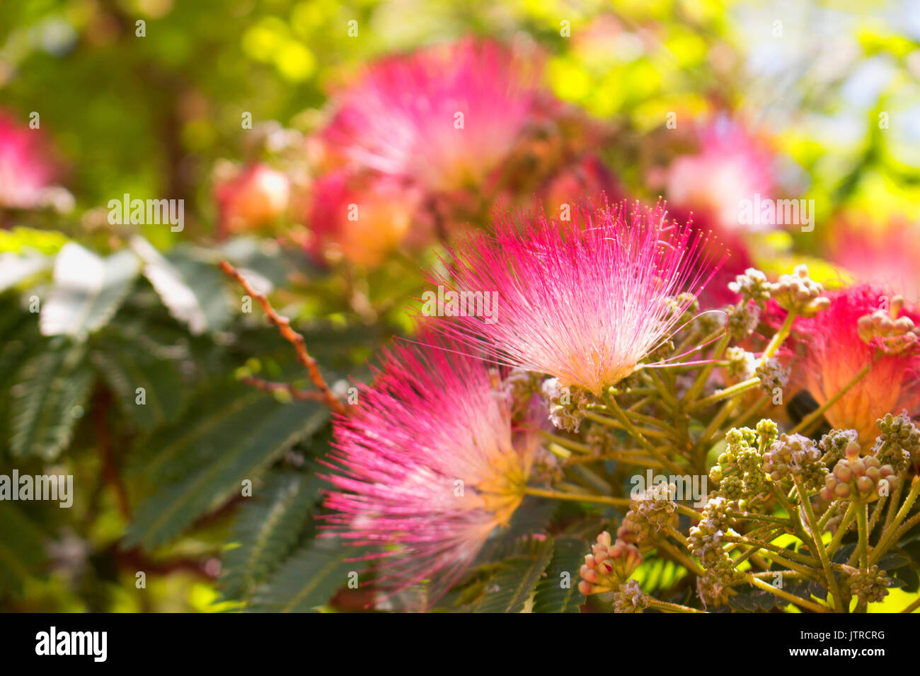 julibrissin. Beautiful pink flowers. Tropical Mediterranean tree Stock Photo Alamy