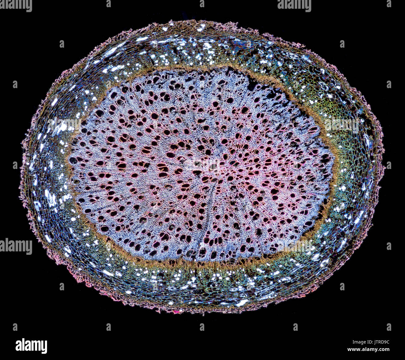 Atropa belladonna, root TS, darkfield photomicrograph Stock Photo