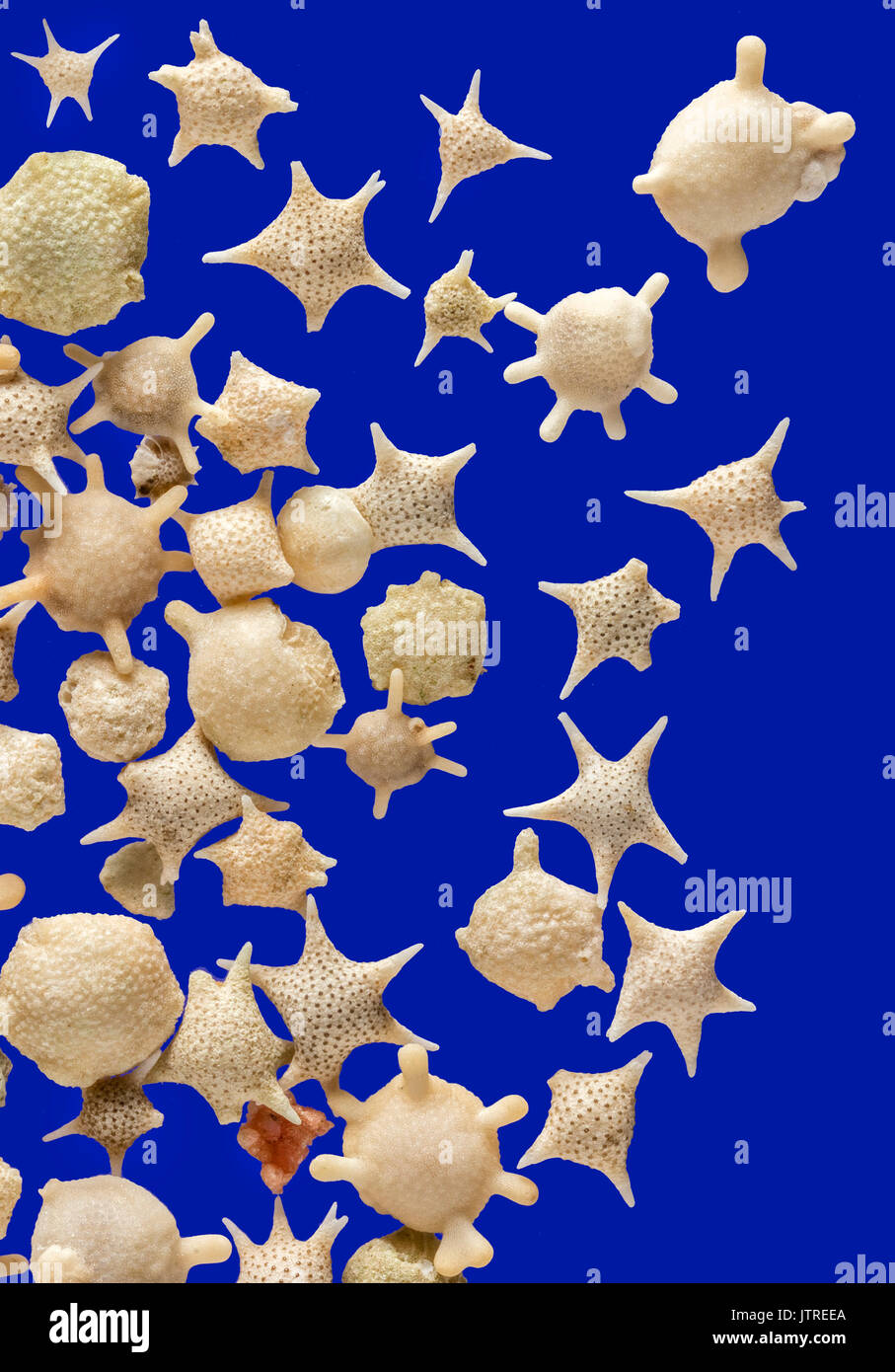 Foraminifera, Star sand, Hatoma, Iriomote and Taketomi islands in Okinawa, Japan, Baculogypsina sphaerulata, high macro image Stock Photo