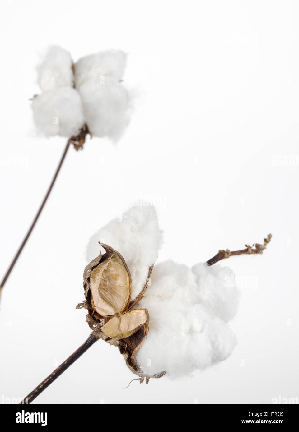 Cotton Bolls Stock Photos & Cotton Bolls Stock Images Alamy