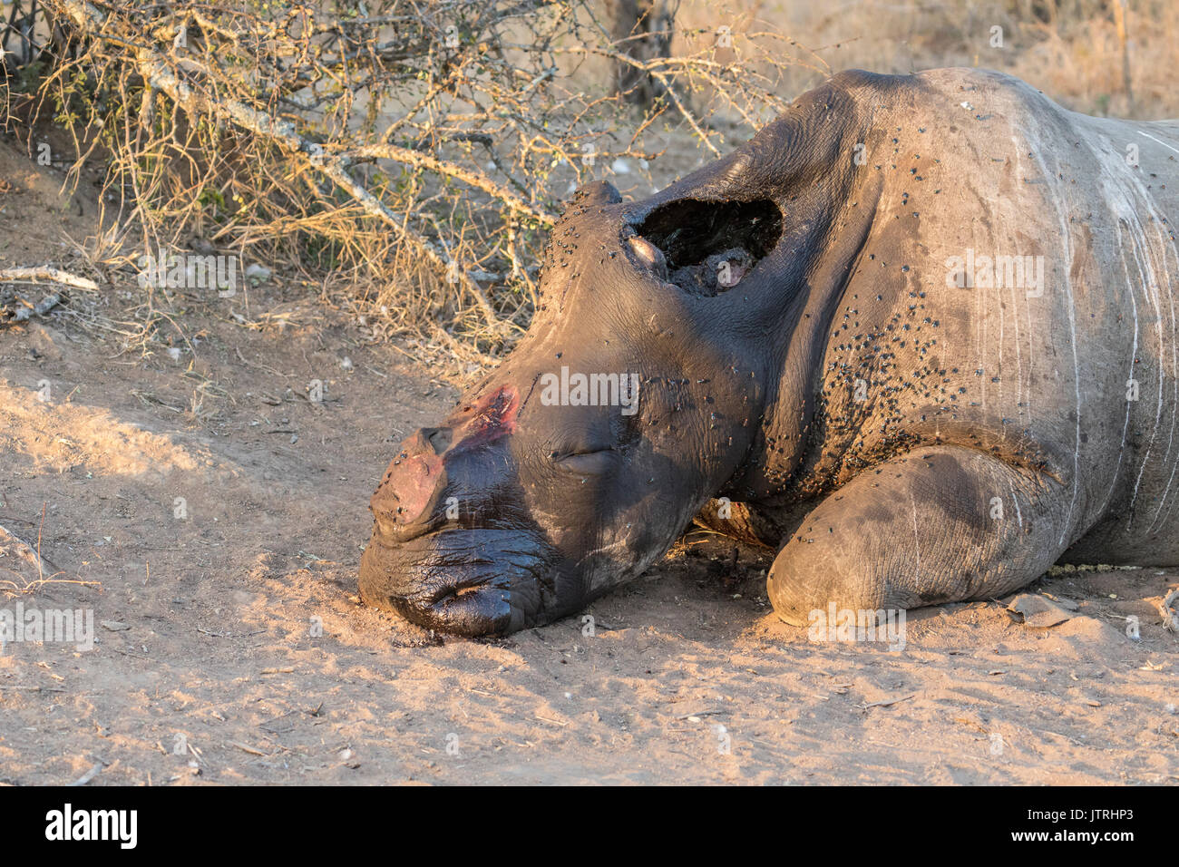 A white rhinoceros, killed for the supposed medicinal value of its horn, lies rotting in a South African game reserve. Stock Photo